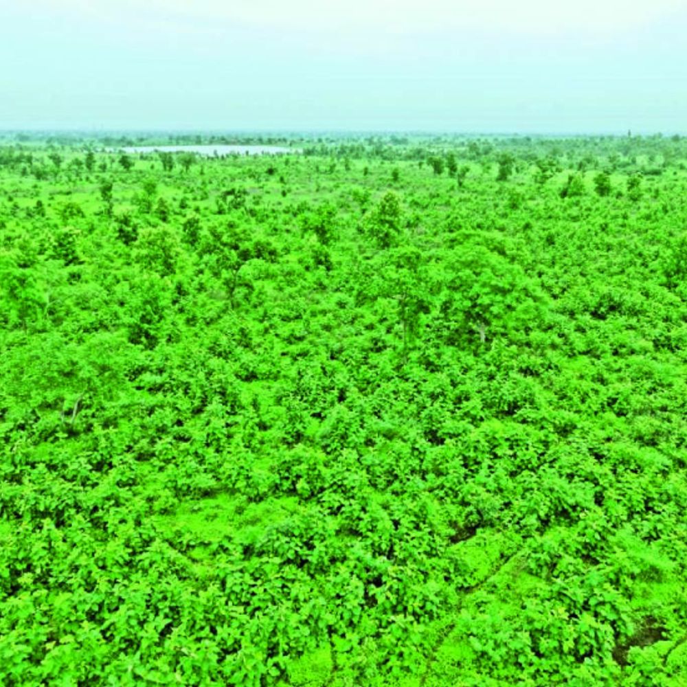 जंगल की सांसें लौटीं...:2 साल पहले अतिक्रमण हटाकर जमीन में जड़ें-बीज रोपे तो फिर से लहलहा उठा 4200 एकड़ का नाहरमाल और टाकलखेड़ा का वनक्षेत्र