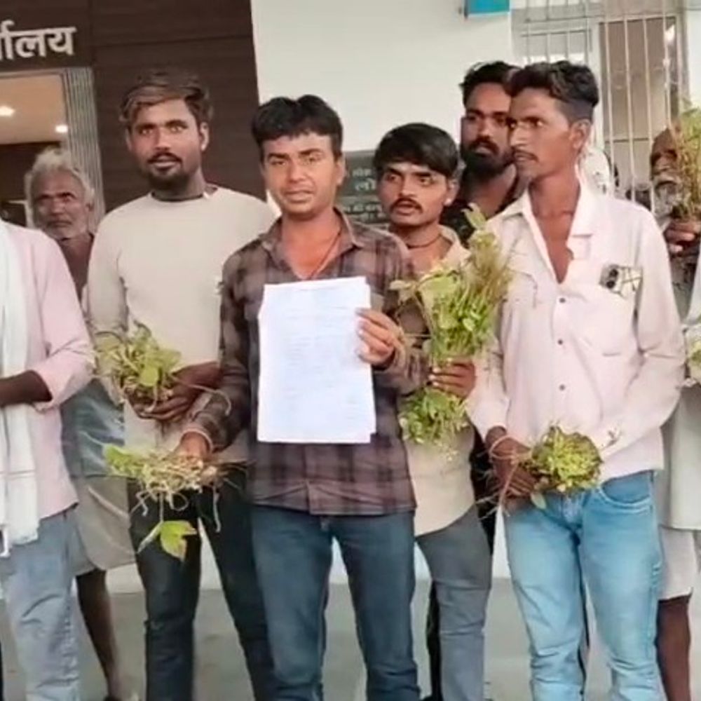 
                 गलत दवा के छिड़काव से सोयाबीन फसल नष्ट:फसल लेकर कलेक्टर कार्यालय पहुंचे किसान; मुआवजे और कार्रवाई की मांग 
            