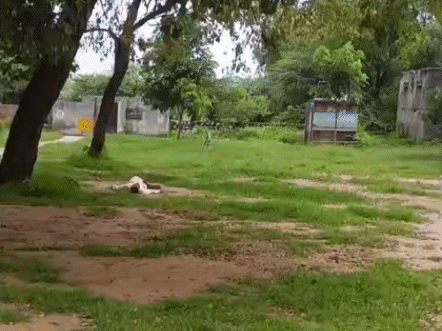 शराब पीकर स्कूल आने वाला टीचर सस्पेंड:क्लास रूम तक नहीं जा पाया, ग्राउंड में लेटा रहा; 5 दिन बाद कार्रवाई