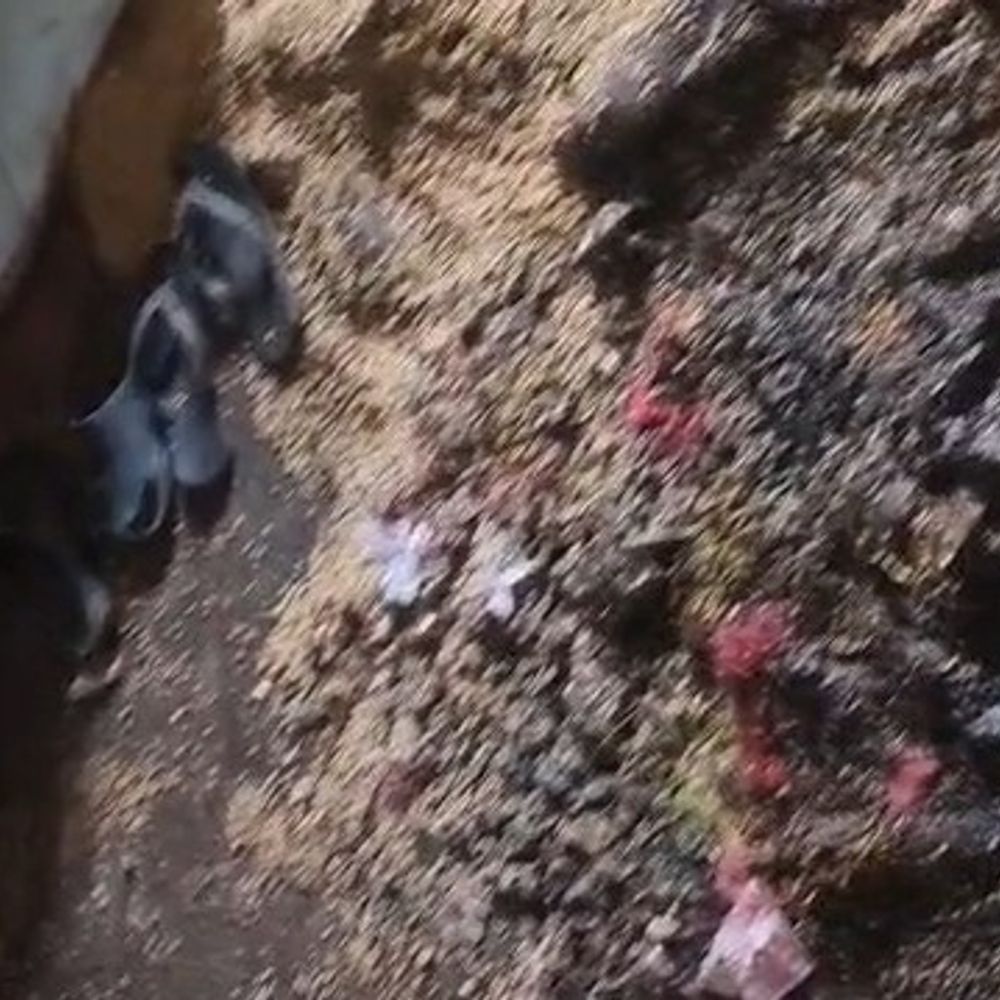 मऊगंज में बारिश से भीगा सरकारी राशन:जर्जर भवन में भंडारण, सड़ा-अंकुरित अनाज बांटने का आरोप; एसडीएम-विधायक से शिकायत