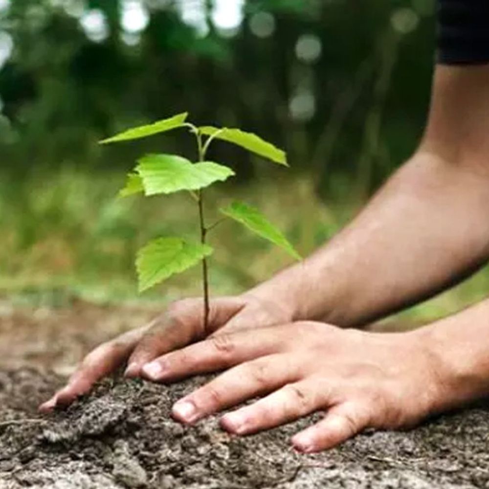 
                 अब कागजी हरियाली नहीं...:पौधे जिंदा रहेंगे, तभी छूटेंगे डेवलपर्स के बंधक प्लॉट 
            