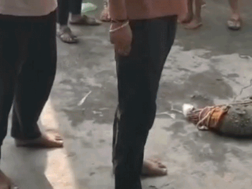 कोटा में मंदिर में घुसा 6-7 फीट लंबा मगरमच्छ:श्रद्धालुओं में मची अफरा-तफरी; वन विभाग ने रेस्क्यू कर चंबल में छोड़ा