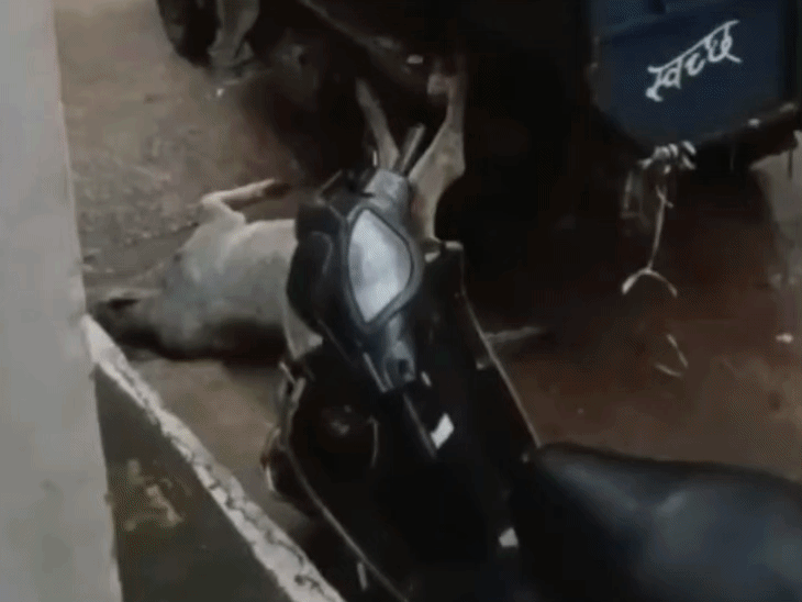 कचरा वाहन में मृत गाय ले जाने का VIDEO:छतरपुर में सड़क से खींचकर वाहन में डालता कर्मचारी; वीडियो बनाने से रोका