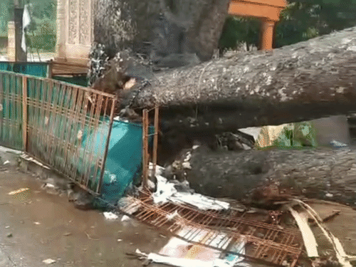 पेड़ गिरने से बच्ची घायल, मड़ीखेड़ा बांध 83.52 प्रतिशत भरा:बारिश में कार भी क्षतिग्रस्त; लोग बोले- नपा में शिकायत फिर भी नहीं सुनी
