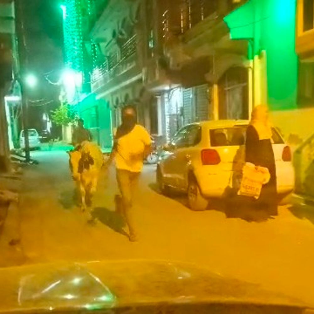 प्रयागराज में गाय चोरी का वीडियो वायरल:करेली पुलिस ने नूरैन और गोचू पर मुकदमा किया दर्ज, दोनों पहले भी गए है जेल