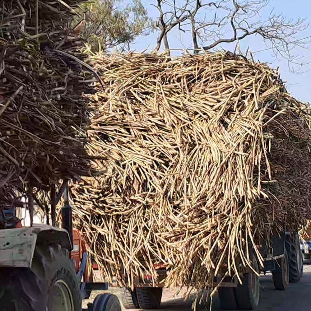 गन्ना किसानों के लिए नई आपूर्ति नीति:महिला, दिव्यांग और छोटे किसानों को प्राथमिकता, बलरामपुर में पर्ची पर 20% ज्यादा तौल की सुविधा