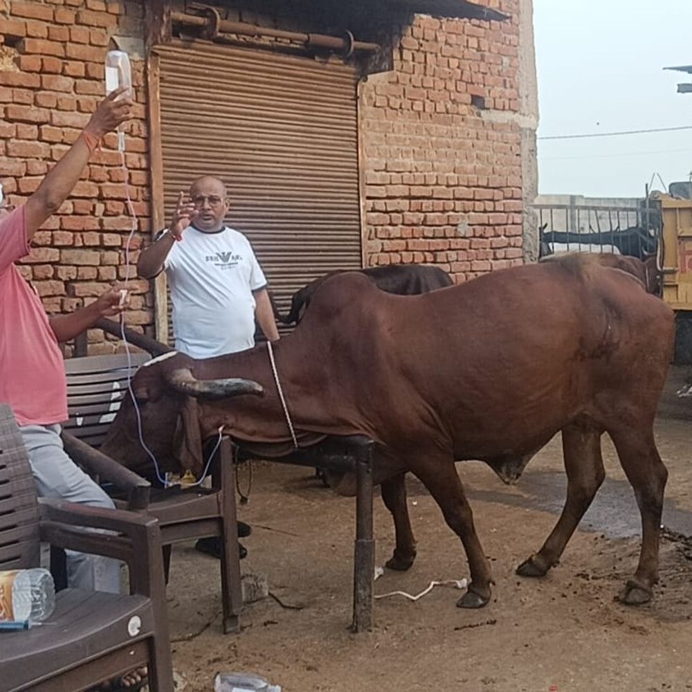 हापुड़ की गौशाला में 7 गोवंश की मौत:3 की हालत गंभीर, नाइट्राइट विषाक्तता की आशंका