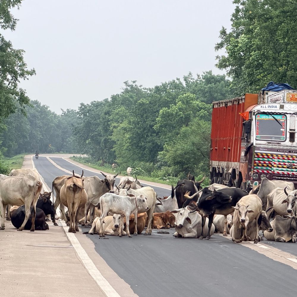 कटनी NH-43 पर मवेशियों का जमावड़ा:15 दिन में हुए चार एक्सीडेंट, अफसर नहीं दे रहे ध्यान