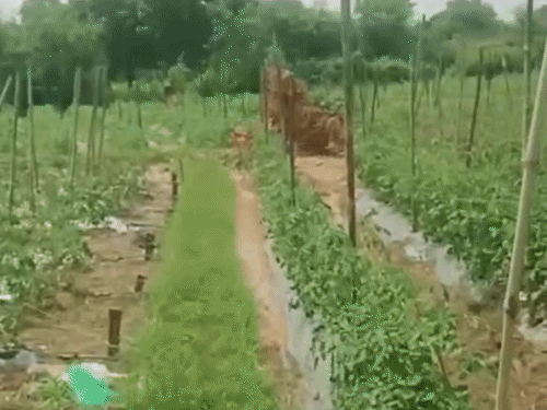 जमीन से निकला 10 फीट ऊंचा पानी का फव्वारा:  डेढ़ घंटे तक बहता रहा; टमाटर की फसल खराब हुई – Shivpuri News