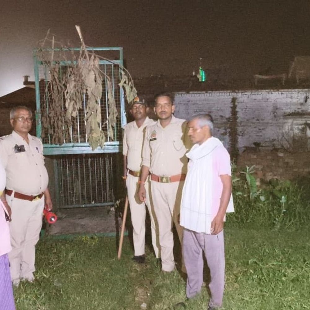 बलरामपुर में 83 भेड़ों पर हमला:लकड़बग्घे की तलाश में जुटा वन विभाग, कैमरों से निगरानी
