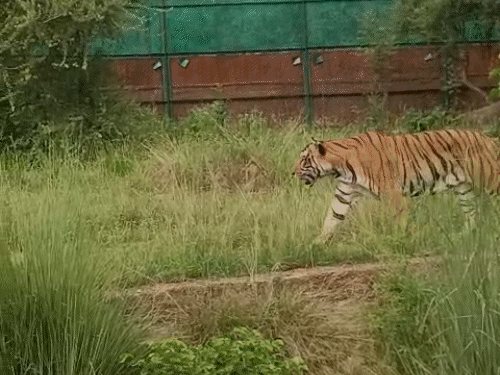 जयपुर के चिड़ियाघर में टाइगर का हमला, महिला की मौत:नाहरगढ़ बायोलॉजिकल पार्क में हादसा, बाड़े के अंदर चली गई थी