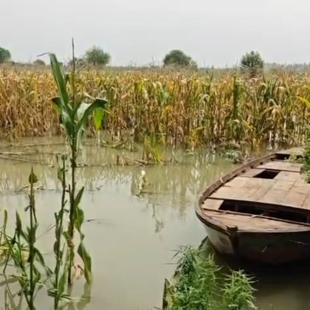 फतेहपुर में उफान पर गंगा नदी:कटरी के 12 से ज्यादा गांवों में सैकड़ों बीघा फसलें डूबीं, किसान चिंतित