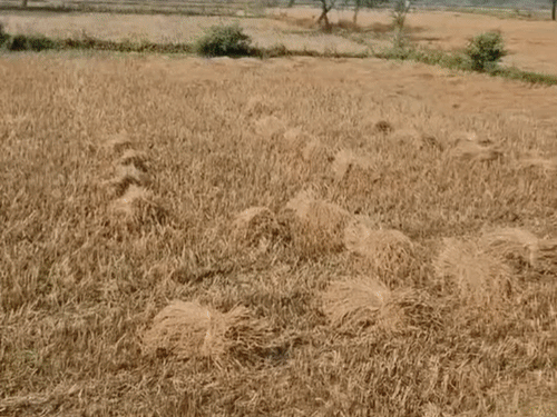 दुर्ग में बिना एग्रीस्टेक पंजीयन धान नहीं बिकेगा:संयुक्त खाते के हर हिस्सेदार का बकेट क्लेम जरूरी, संस्थागत किसानों को भी नहीं मिलेगी छूट