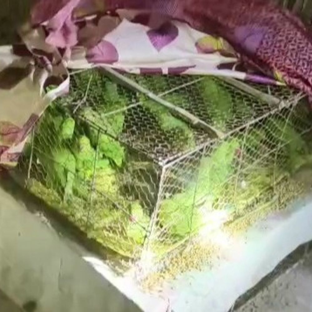 कुशीनगर में 270 तोते बरामद, एक तस्कर गिरफ्तार:मस्जिद के पास छप्पर में छिपाकर रखे गए थे, पश्चिम बंगाल भेजे जाने की तैयारी थी