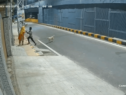 तमिलनाडु में डॉग ने महिला को यौन उत्पीड़न से बचाया...VIDEO:मेंटली डिस्टर्ब थी, जबरदस्ती की कोशिश कर रहा था युवक, कुत्तों ने पीछा कर भगाया