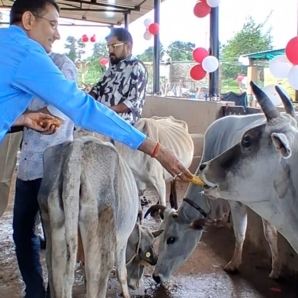दमोह में 2 दिन में 1000 गोवंश गौशालाओं में पहुंचाए:  कलेक्टर ने ‘सड़क से गौशाला’ अभियान शुरू कर किया गोवंश का पूजन – Damoh News