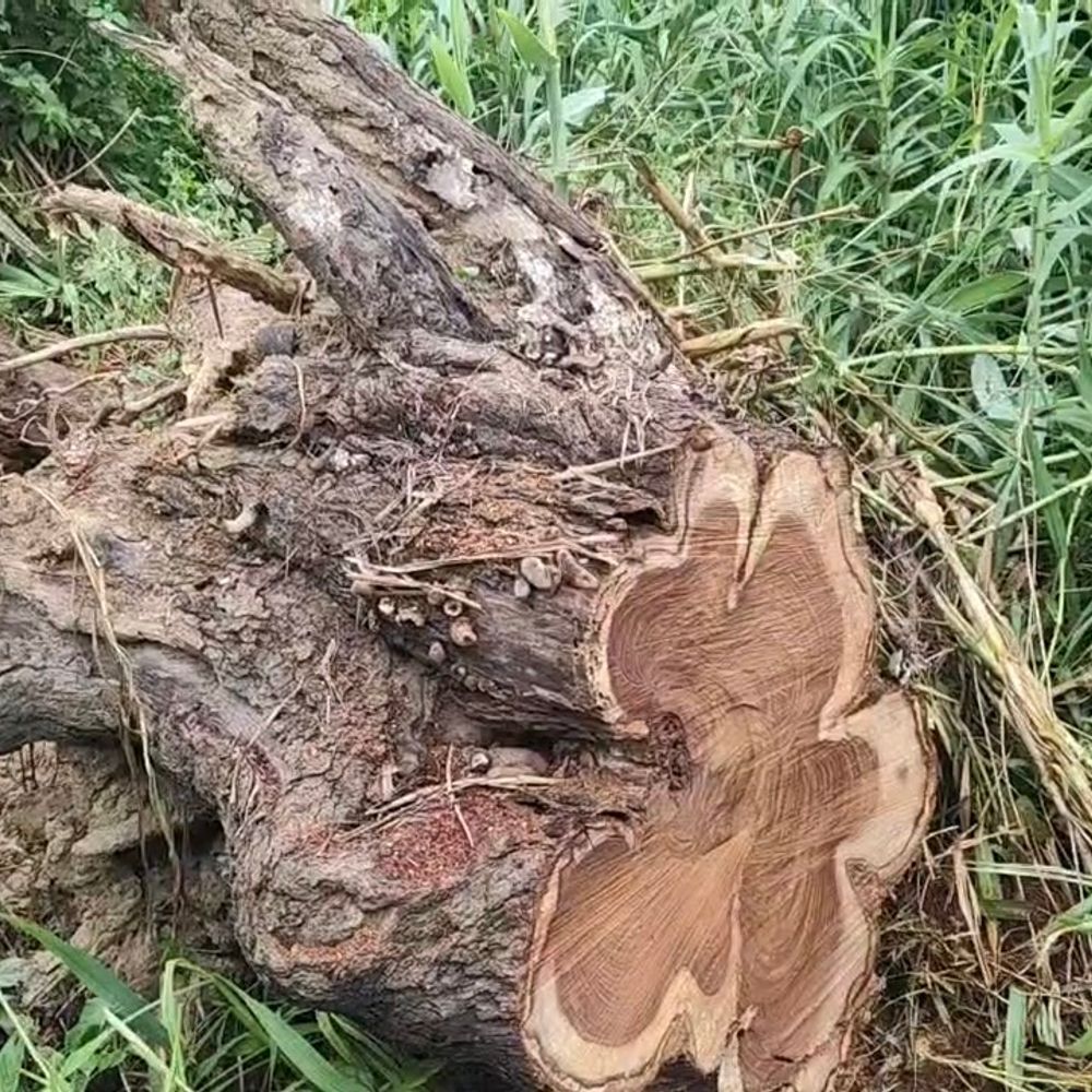 मुजफ्फरनगर में सरकारी बाग से शीशम के पेड़ काटे गए:सभासद पर कटवाने का आरोप, DM से शिकायत; 3-4 लाख रुपए कीमत