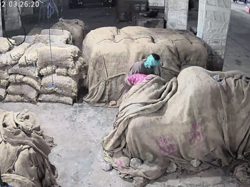 अजमेर में सब्जी मंडी से आलू-प्याज चोरी, VIDEO:दुकान के सामने से एक-एक कट्टे उठाकर ले गया, रामगंज थाने में दी शिकायत