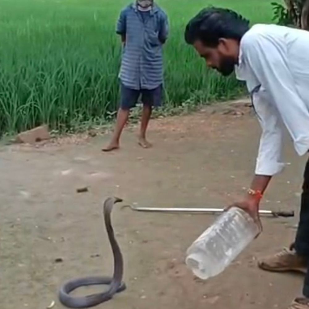 घर की रसोई में निकला 6 फीट लंबा कोबरा:सर्प मित्र और वन विभाग की टीम ने किया रेस्क्यू; सुरक्षित जंगल में छोड़ा