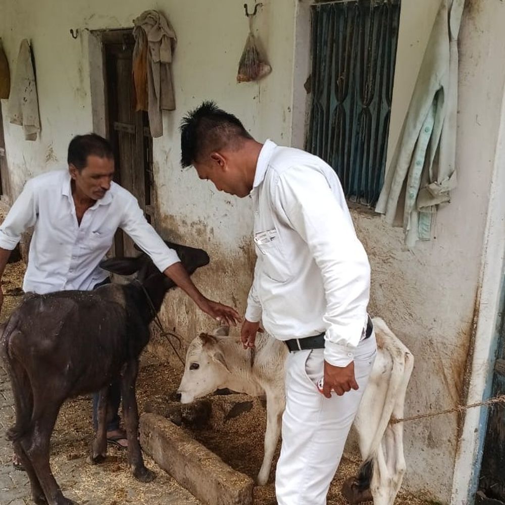 ललितपुर में लम्पी रोग की चपेट में आए पांच पशु:ब्लॉक बार के गांवों में फैल रहा रोग, पशुपालन विभाग ने शुरू किया टीकाकरण