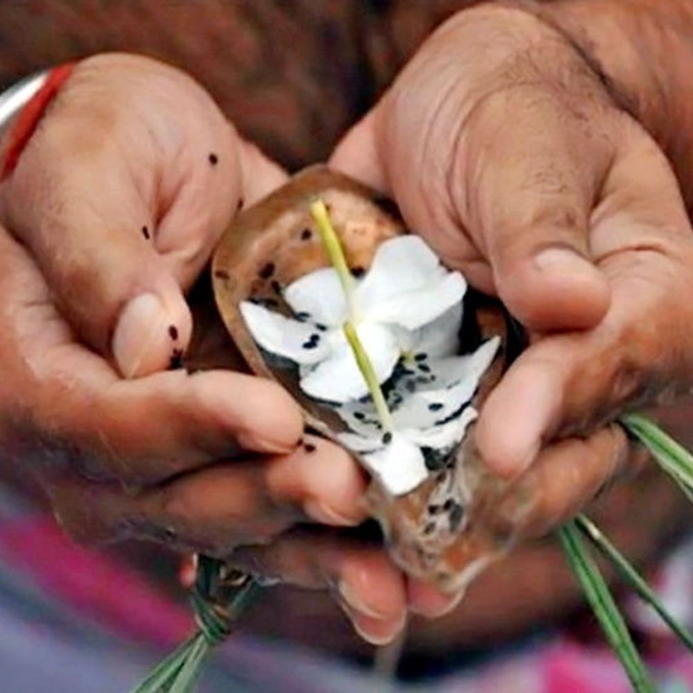 दो दिन रहेगी भाद्रपद मास की अमावस्या:कुशग्रहणी अमावस्या पर कुशा घास इकट्ठा करने की परंपरा, दोपहर में करें पितरों के लिए धूप-ध्यान