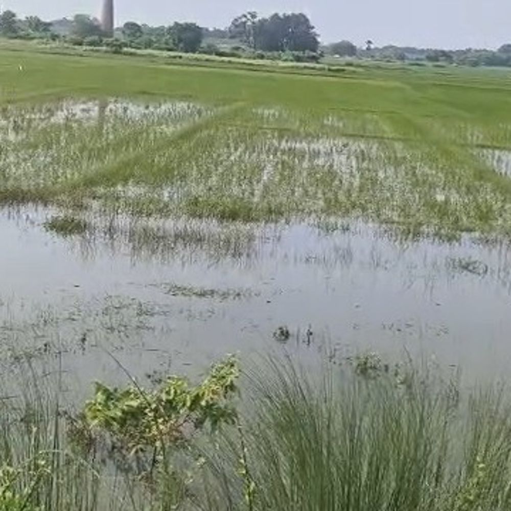 गंगा-कर्मनाशा का जलस्तर घटा, बाढ़ प्रभावित इलाकों को राहत:खेतों में डूबी फसलें दिखने लगीं, किसान नुकसान का आकलन कर रहे