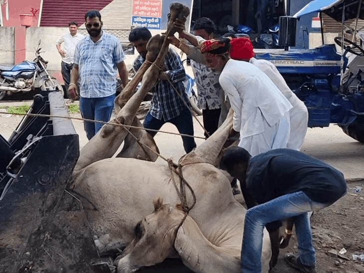 मंदसौर में ओवरब्रिज से गिरकर ऊंट की मौत:नगर पालिका की मदद से हुआ अंतिम संस्कार; ब्रिज पर जाली लगाने की मांग