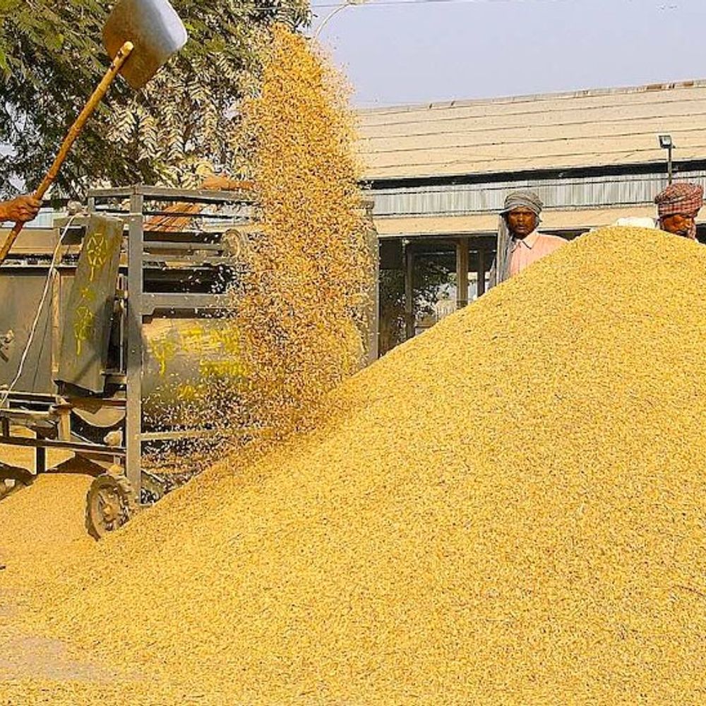 एआई बेस्ड फूड ग्रेन एनालाइजर किराए पर लेने का मामला:चैटजीपीटी 2022 में, जेमिनी 2023 में आया, यहां AI का 5 साल का अनुभव दिखाकर कंपनियां पास