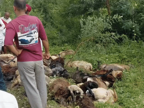 ट्रक ने 200 भेड़ों को रौंदा, 34 की मौत:रतलाम में वाहन छोड़कर भागा चालक; राजस्थान के लोगों ने डाला है डेरा