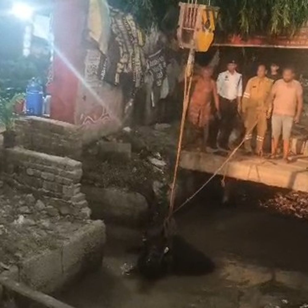 मथुरा में एक लाख की भैंस खुले नाले में गिरी:किसान ने दो घंटे तक किया निकालने का प्रयास, फिर नगर निगम ने क्रेन से निकाला