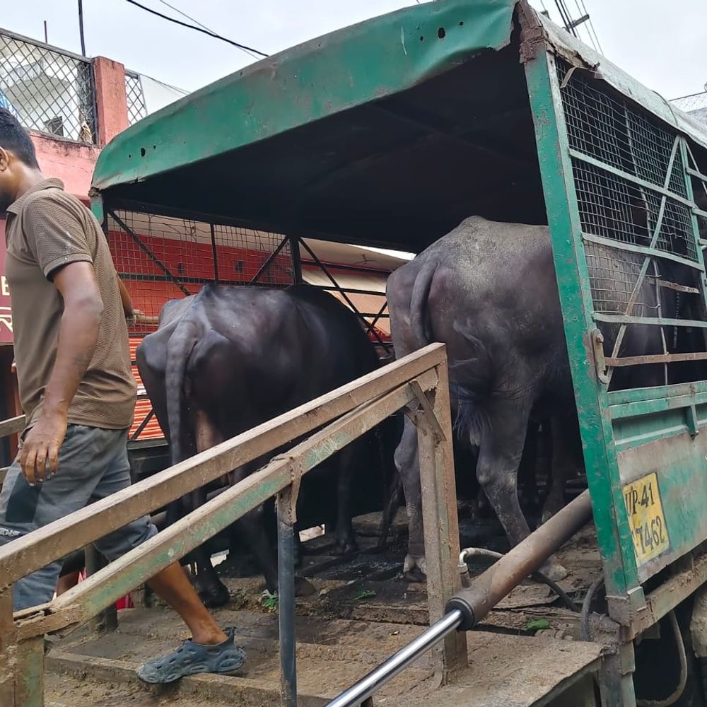 पारा में अवैध डेयरी पर छापा:19 भैंस समेत 22 मवेशी जब्त, ऐशबाग कांजी हाउस भेजे गए