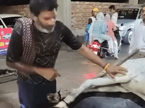 जालंधर में जलभराव के बीच खंभे में उतरा करंट:घोड़े की मौत, बच्चे बाल-बाल बचे; मालिक बोला- इसी से चलता था घर