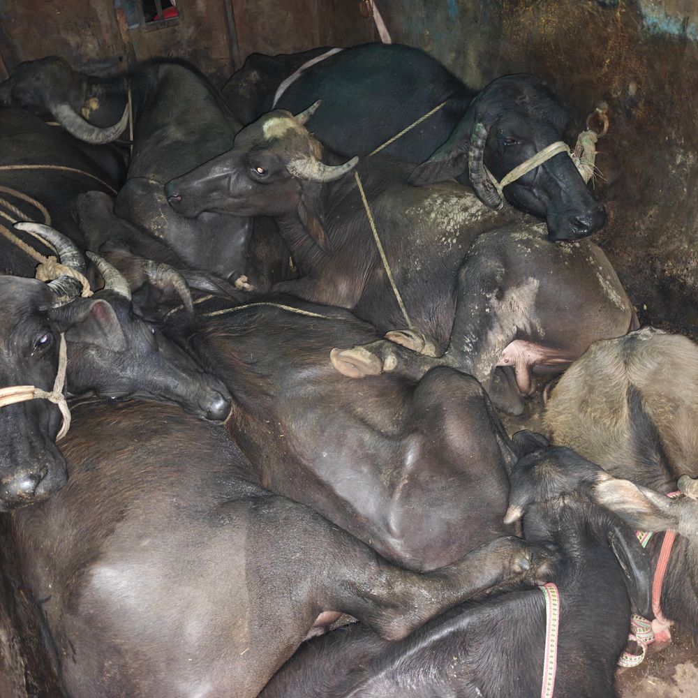 उमरिया में 8 भैंसों से भरी पिकअप जब्त:ठूंस-ठूंसकर ले जा रहे थे मवेशी; चालक फरार, पुलिस ने भैंसों को सुरक्षित जगह पर रखवाया