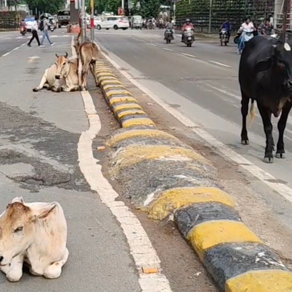 कमिश्नर के निर्देश...फिर भी शिफ्ट नहीं हुआ आइसोलेशन सेंटर:ग्वालियर में लंपी से 46 गायों की मौत, रतवाई तक ले जाने में लगते हैं 4 घंटे