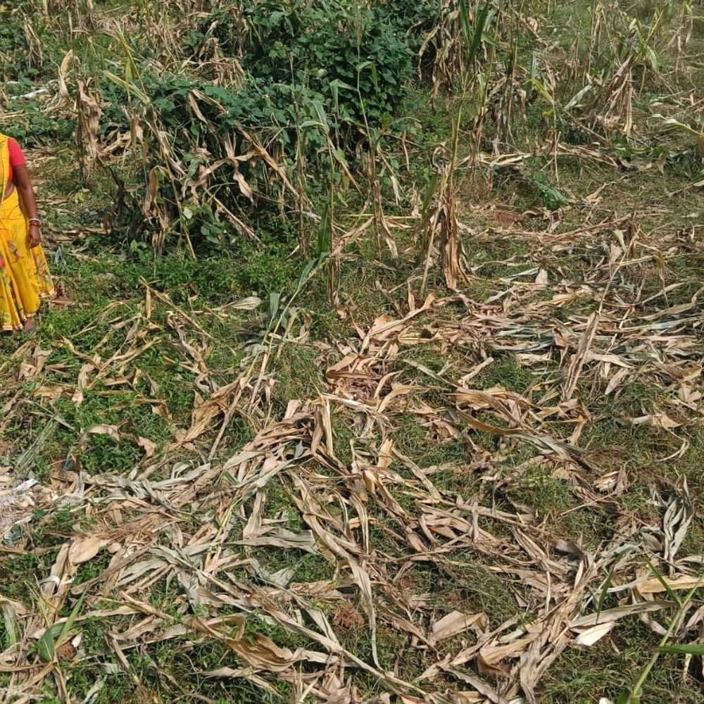 रामगढ़ में फिर लौटा हाथियों का झुंड:एक महीने पहले 2 लोगों की जान ली थी; अब शहर की ओर बढ़ रहे, दहशत में ग्रामीण