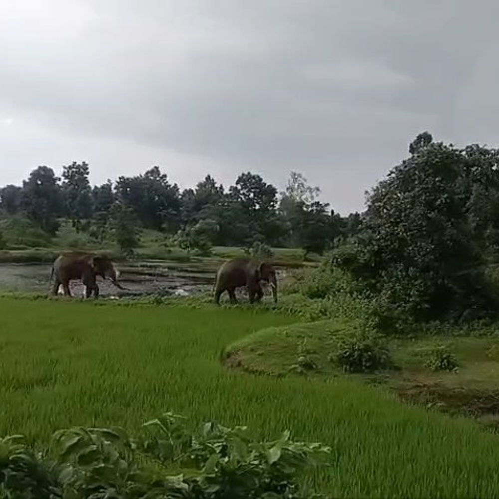 मरवाही के कुम्हारी में दो हाथियों ने फसलें बर्बाद कीं:किसान संगठनों ने मुआवजे की मांग की, वन विभाग अलर्ट पर