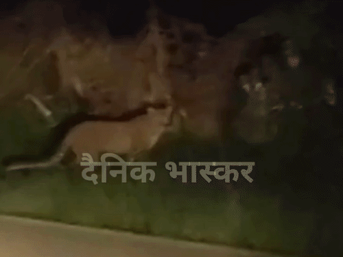 धमतरी में बस्ती के पास फिर दिखा तेंदुआ:राहगीरों ने बनाया वीडियो; वन अमला ने गांव में अलर्ट जारी किया