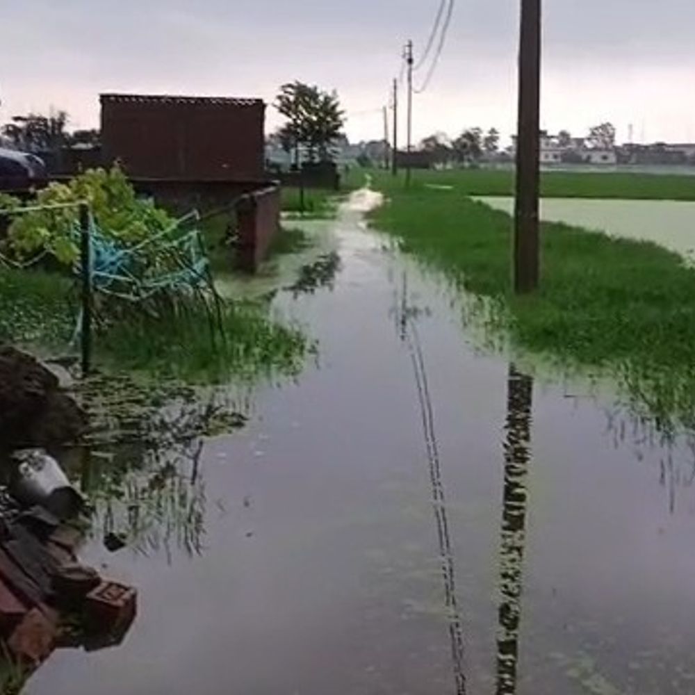 चंदौली में जलभराव से फसल बर्बाद:50 बीघा धान और सब्जी की फसल खराब; मुआवजे की मांग
