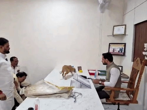 लोग बोरे में 3 डॉग के बच्चे लेकर पहुंचे:अधिकारी की टेबल पर छोड़े, VIDEO, आवारा कुत्तों से परेशान थे लोग, नासिक का मामला
