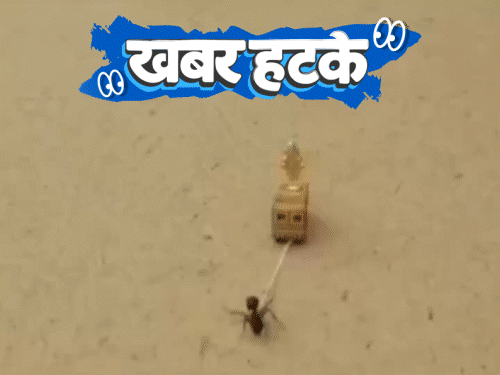 खबर हटके- चींटी ने खींचा गणेश जी का रथ:सांप को मुंह से सांस देकर बचाई जान; गरबा के लिए किराए पर मिल रहा पार्टनर