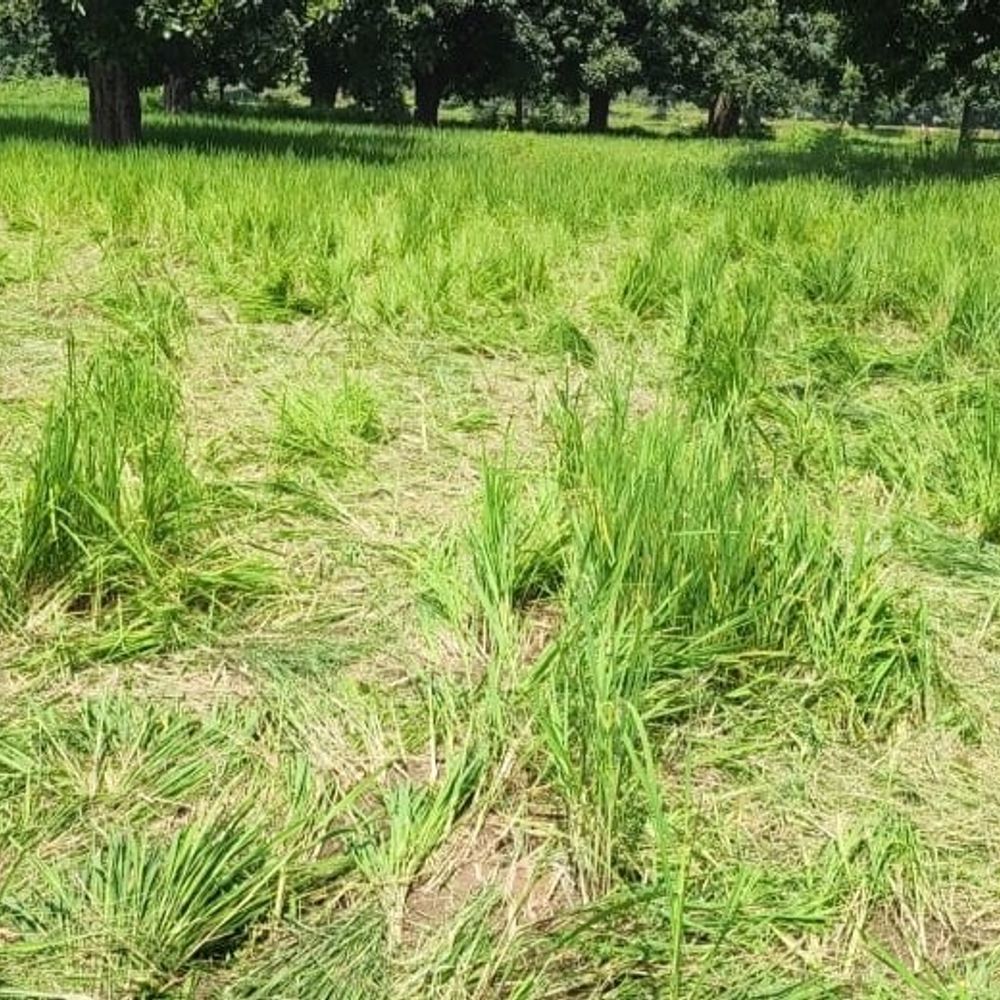 रायगढ़ में हाथियों ने 25 किसानों की फसल नुकसान की:रात में खेतों में घुसा हाथियों का दल, जिले में 159 हाथी कर रहे विचरण