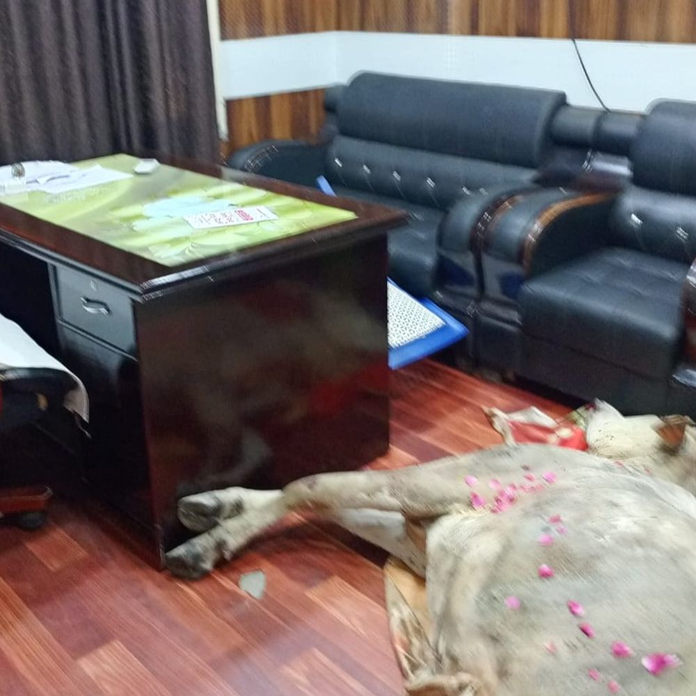 युवाओं ने सीएमओ ऑफिस में रखा गाय का शव:टमटम में रखकर शवयात्रा निकाली; उपचार न मिलने पर हुई मौत से भड़के थे