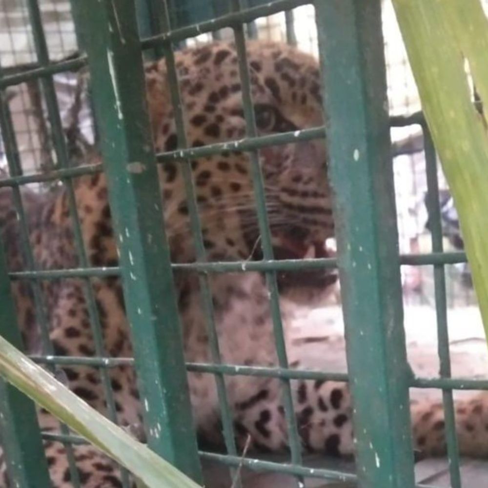 मुरादाबाद में पकड़ा गया 17वां तेंदुआ:4 ग्रामीणों को निवाला बना चुके हैं आदमखोर तेंदुए; 30 से ज्यादा किसान हैं जख्मी