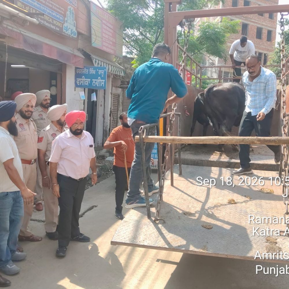 6 अवैध डेयरियां खाली कराई, पशुओं को गौशाला भेजा