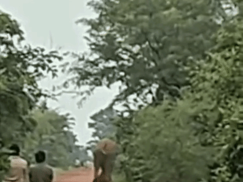धमतरी में दंतैल हाथी के साथ भालू की दस्तक:जोगीडीह में दोनों की मौजूदगी से ग्रामीणों में दहशत, 7 गांवों में हाई अलर्ट