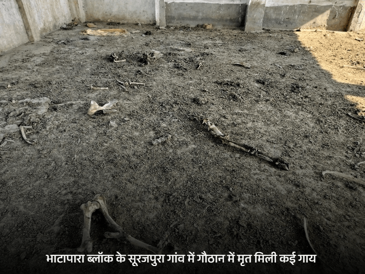 गौठान में 20 से ज्यादा गायों की मौत का दावा:बलौदाबाजार में गायें भूखी-प्यासी मिलने का आरोप,प्रशासन ने कहा- संख्या,मौत की वजह अभी स्पष्ट नहीं