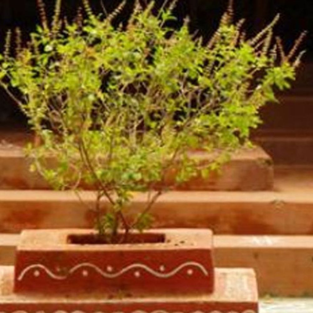 जलझूलनी एकादशी आज:शाम को सूर्यास्त के बाद तुलसी के पास जलाएं दीपक, मंगल ग्रह के लिए करें मसूर की दाल का दान