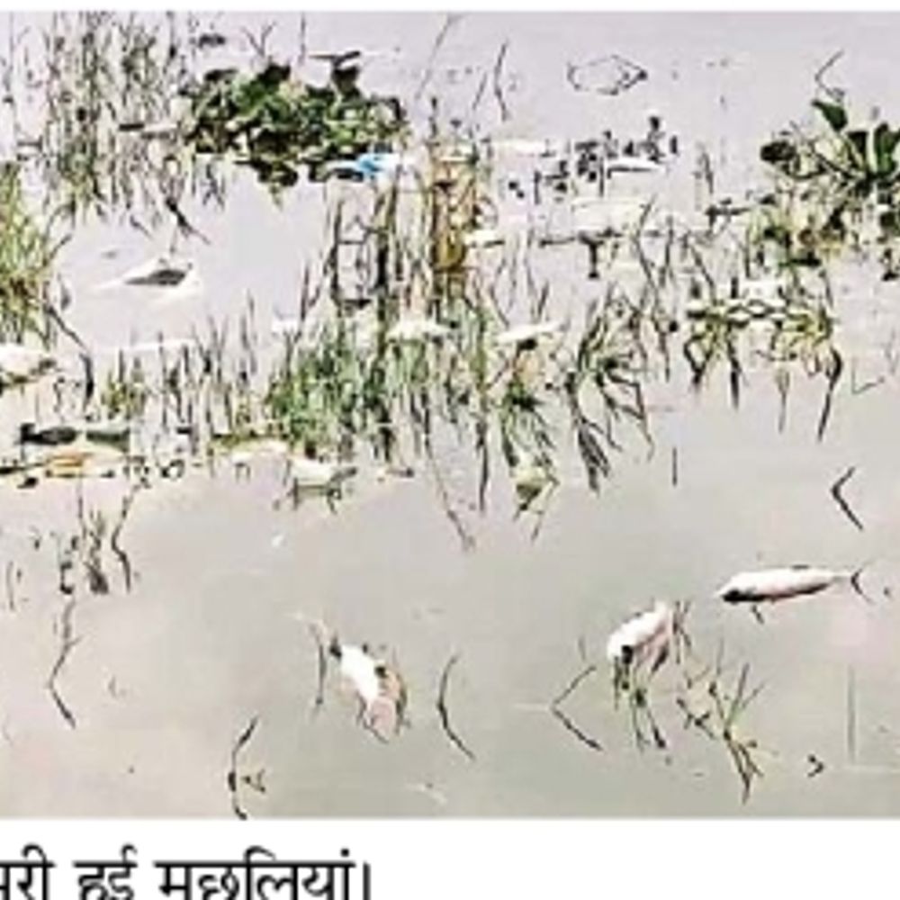 सूर्य सरोवर में हजारों मछलियां मरी मिलीं, प्रदूषण पर सवाल, जहरीला हुआ पानी