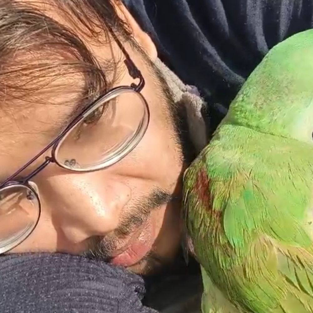 हरदोई में 3 साल का तोता लापता:मालिक ने ढूंढने वाले को 10 हजार रुपए का इनाम देने का ऐलान किया