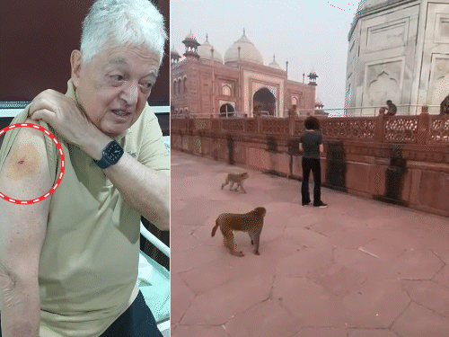 ताजमहल में 83-साल के ब्राजीली टूरिस्ट को बंदर ने काटा:बंगाल के टूरिस्ट पर भी किया हमला; 2 महीने में चौथी घटना
